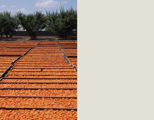 Fruitons banner image